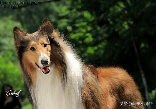 喜乐蒂和苏格兰牧羊犬有什么区别？