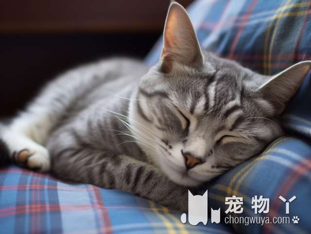 狸花猫是漂亮的吗？