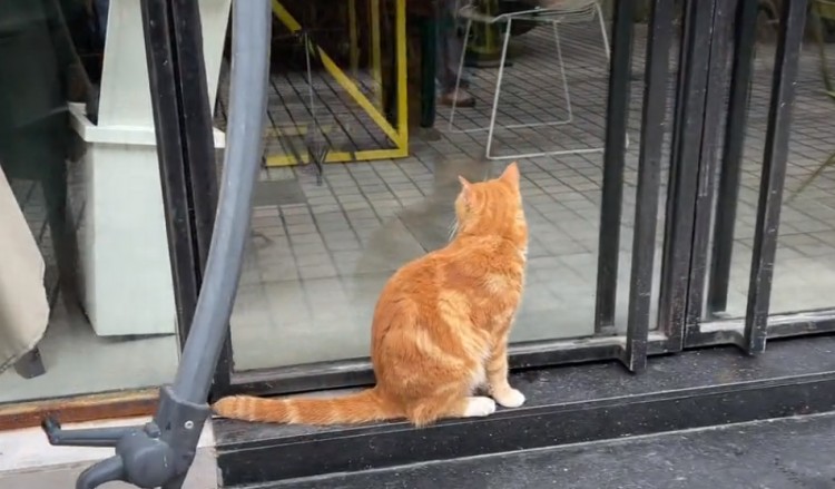 广东：傲娇流浪猫讨饭吃，听说给它买罐头，竟一路跟着去宠物医院